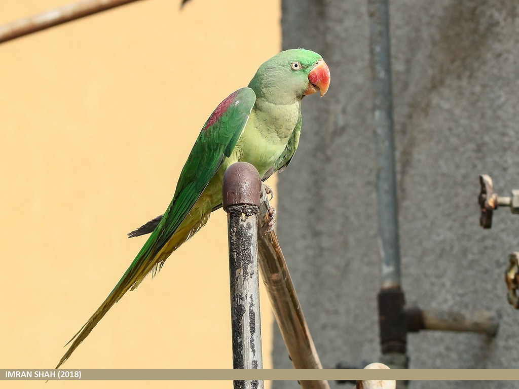 Alexandrine Parakeet