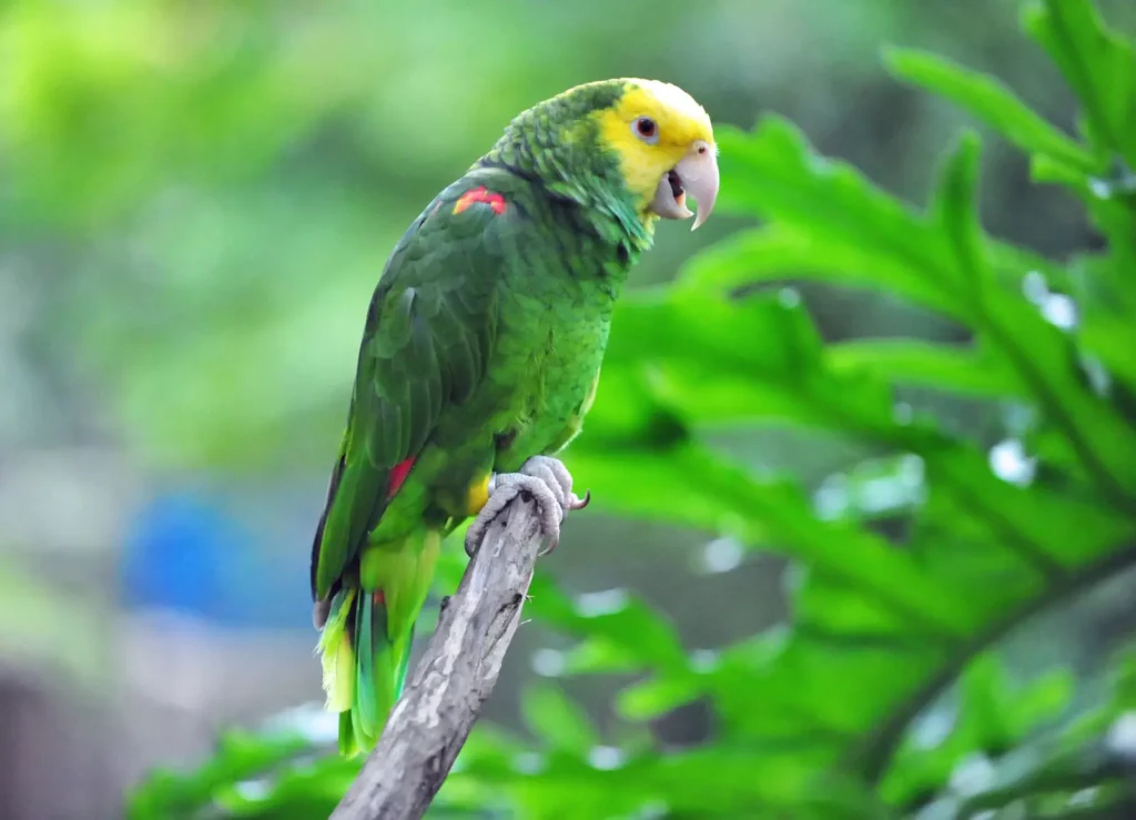 Amazon Parrot