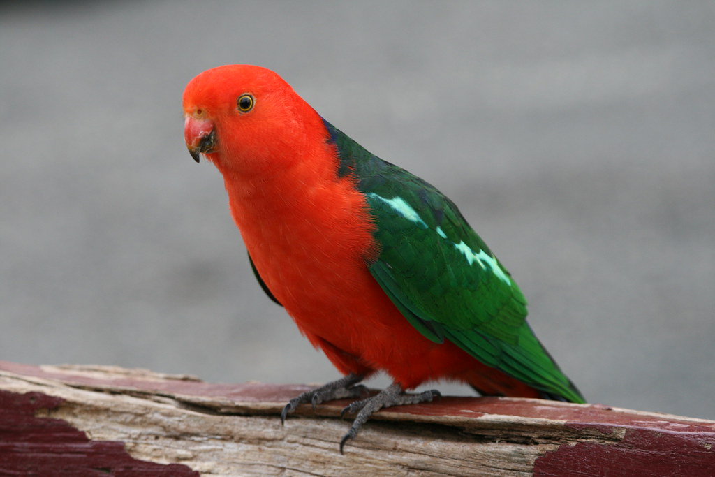 Discover the Enchanting World of Australian King Parrots