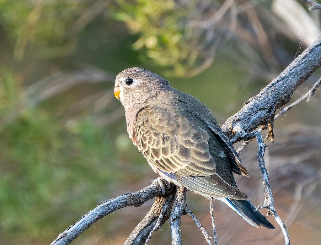 Bourkes parrot