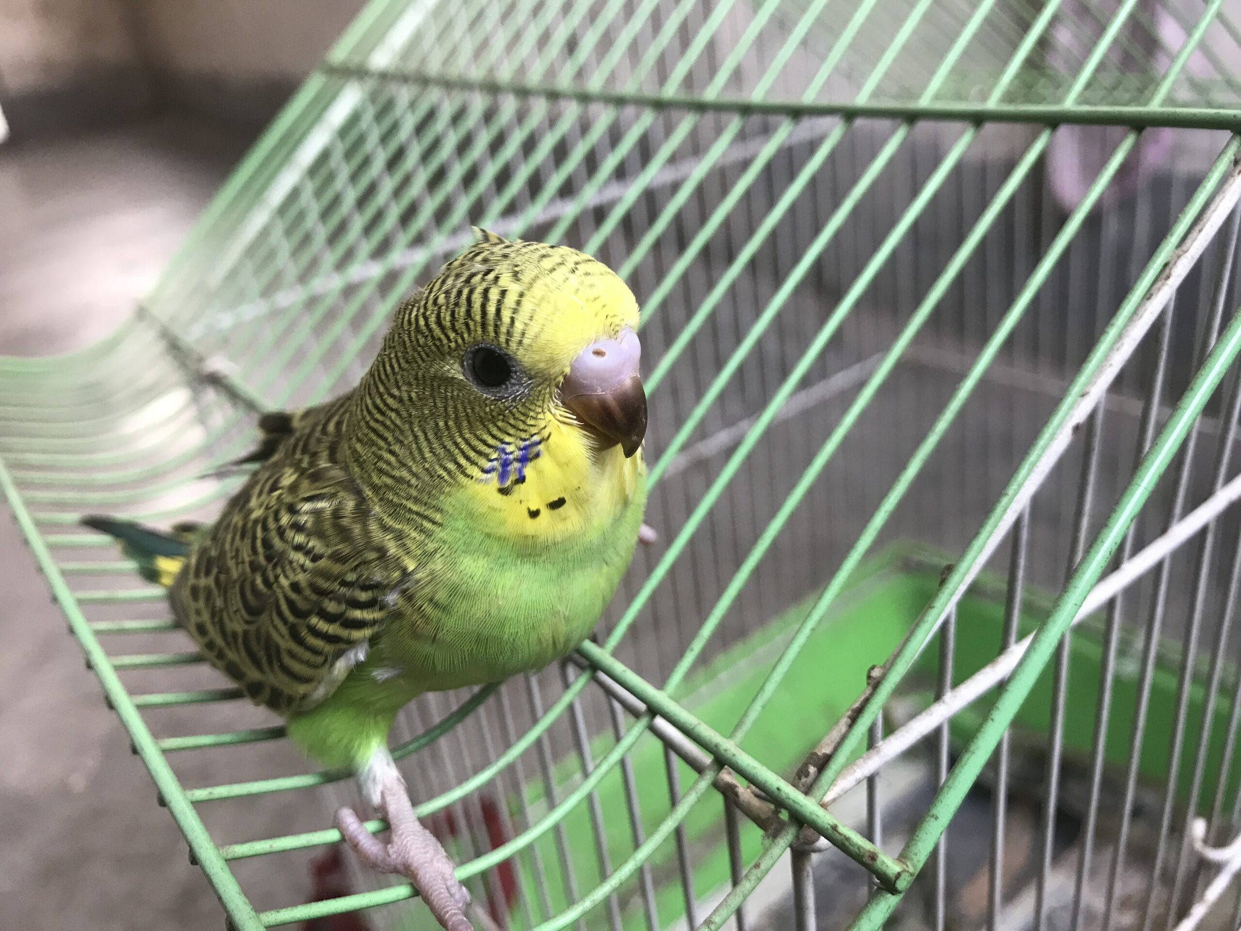 The Enchanting World of Budgerigar