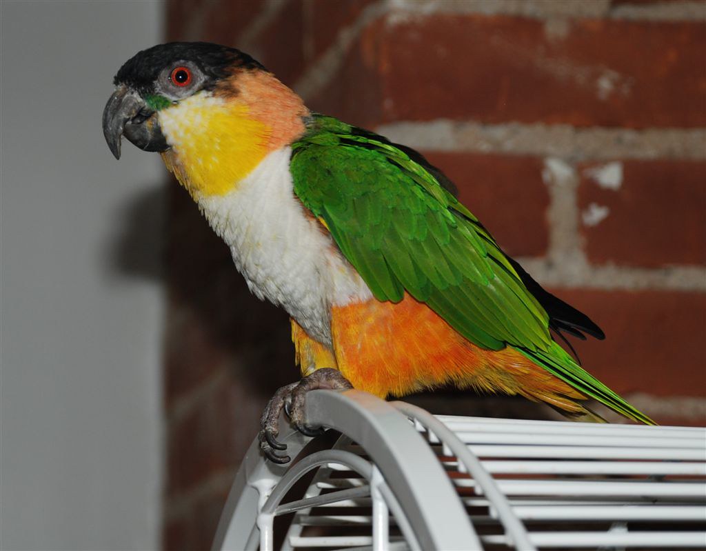 caique