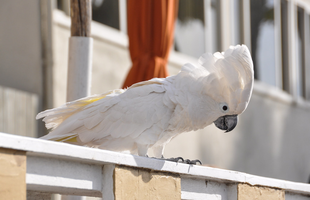 Cockatoo