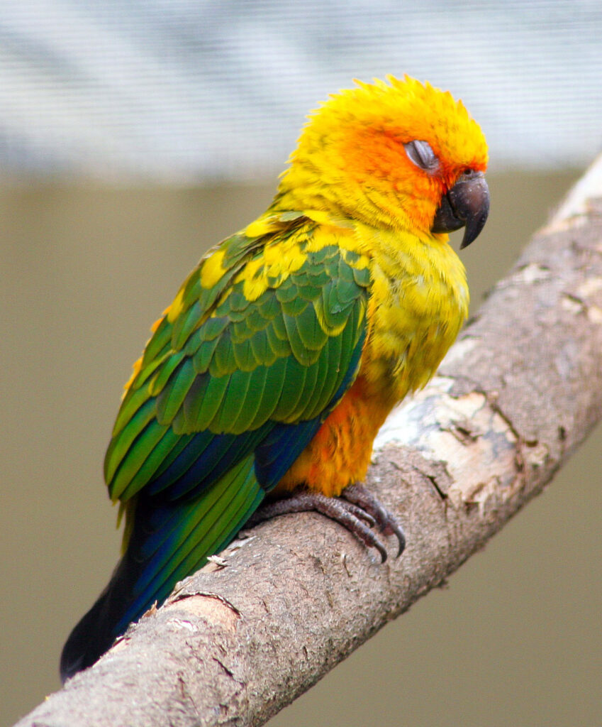 golden conure