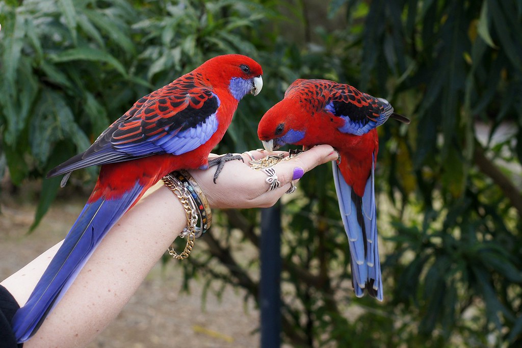 Captivating Crimson Rosella: Admiring Natures Beauty