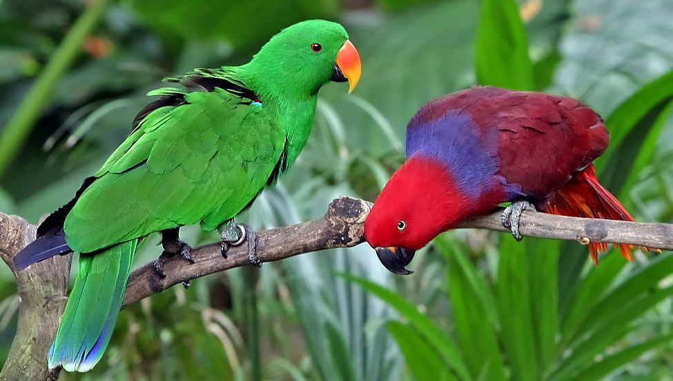 Eclectus Parrot Perfection: Discover the Beauty of  Those Parrot