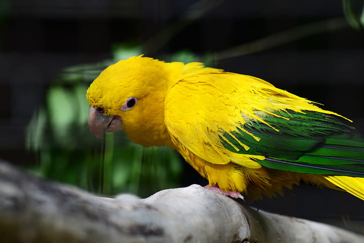 Golden Conure