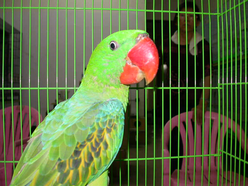 Embracing the Charm of the Great Billed Parrot: A Delightful Encounter