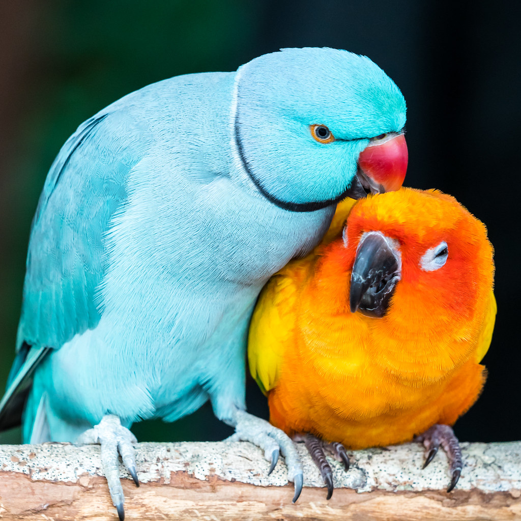 Indian Ringneck: Embrace the Vibrant Beautiful Parrot