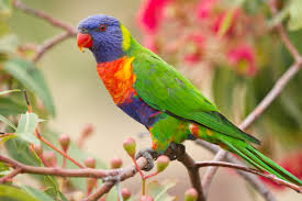 Unveiling the Beauty of Lorikeets: Our Colorful Companions