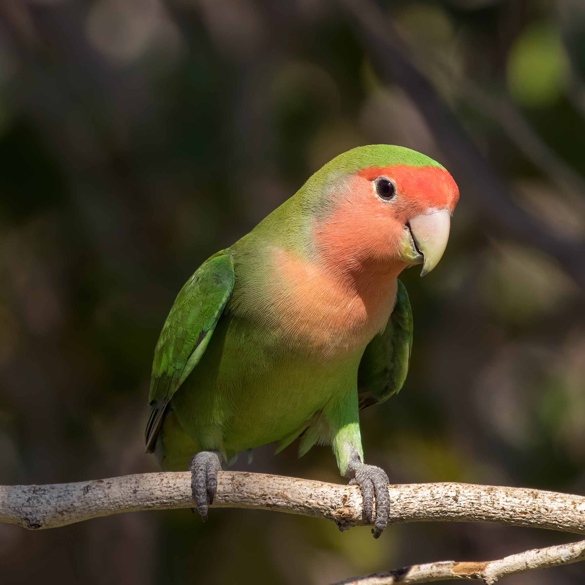 A Comprehensive Guide to Lovebirds Parrots