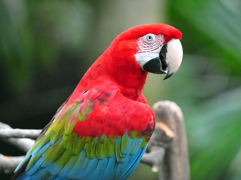 The Colorful Charm of Macaws: A Closer Look at These Wondrous Birds