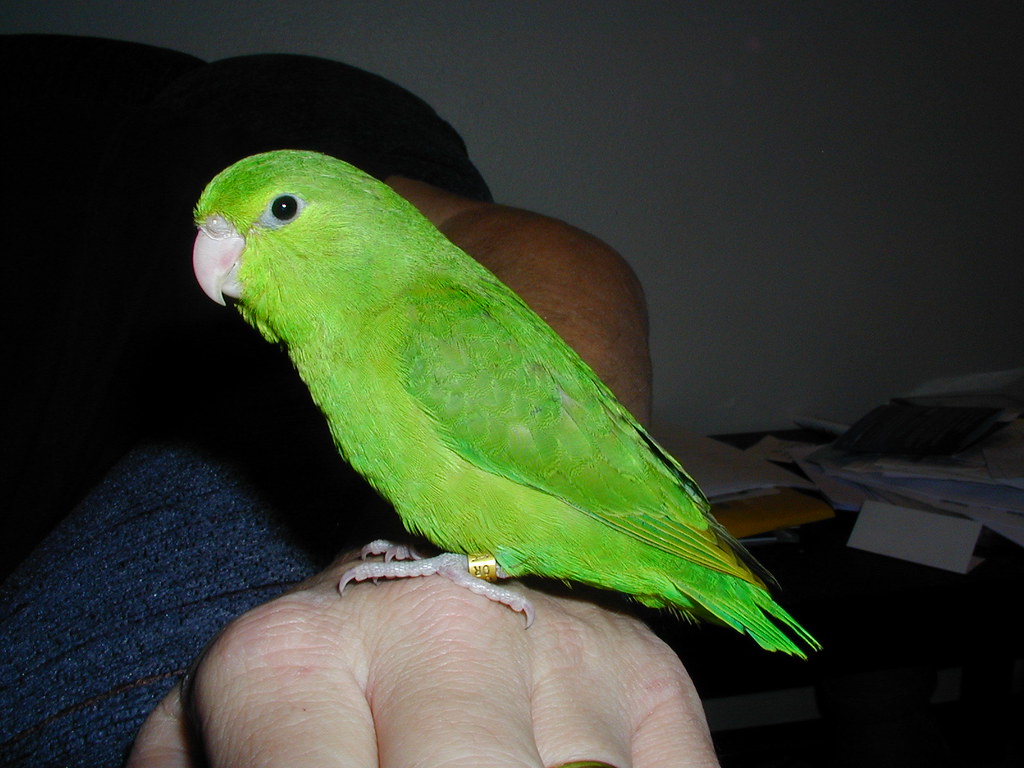 Parrotlet