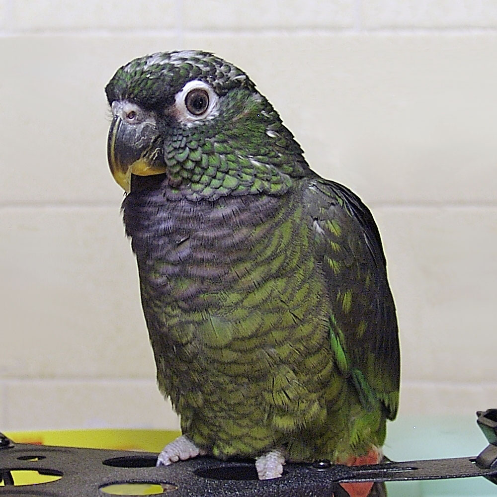 Pionus Parrot