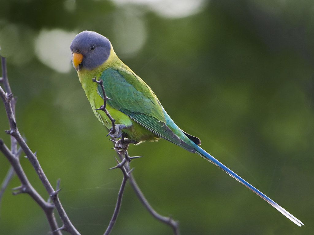 Plum-Headed Parakeet ParrotCry