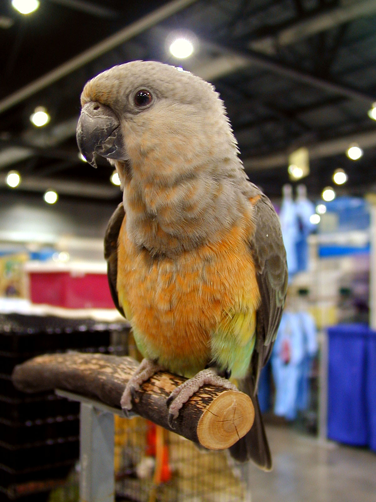 Poicephalus parrot