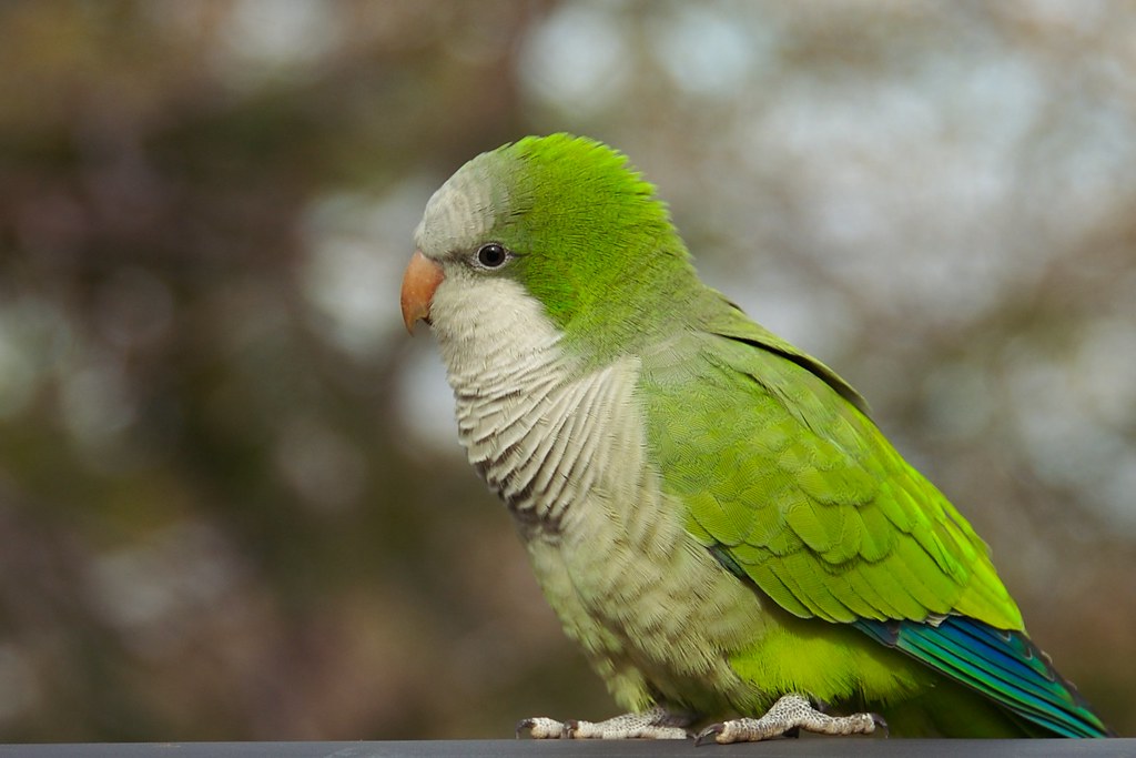 Quaker Parrot