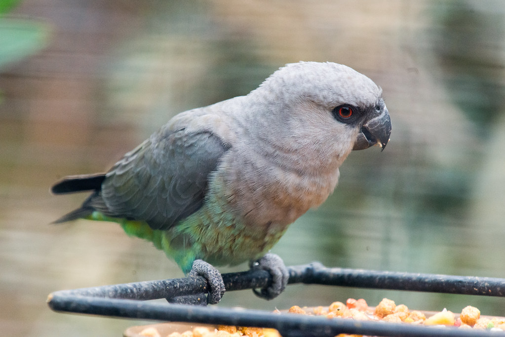 Red-Bellied Parrot