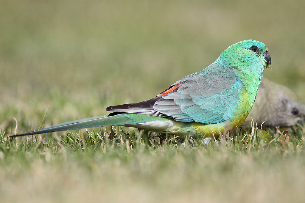 Red Rumped Parrot