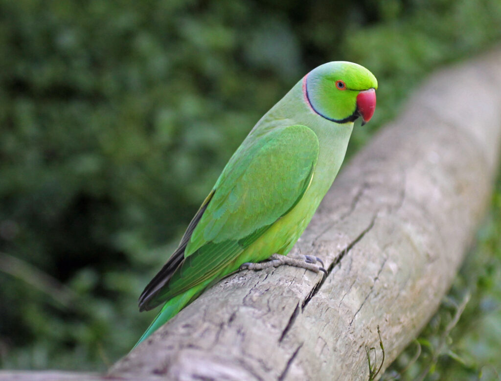 Ring-Necked Parakeet