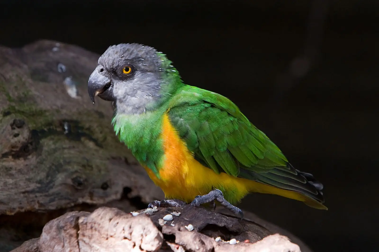 Senegal Parrot