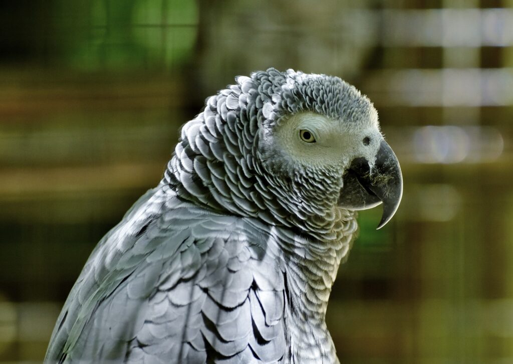 african gray parrot, parrot