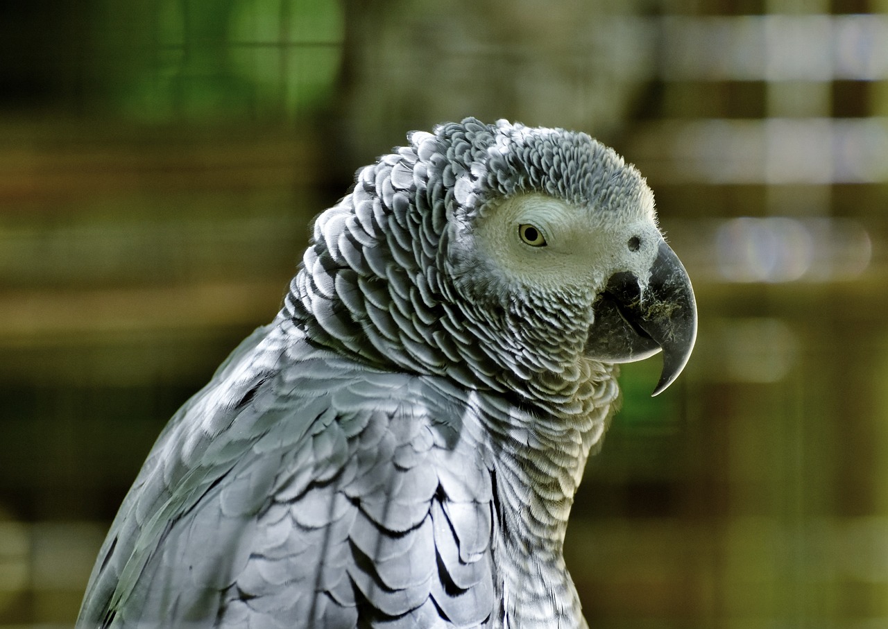 Discovering the African Grey Parrot: Our Enchanting Feathery Sidekick