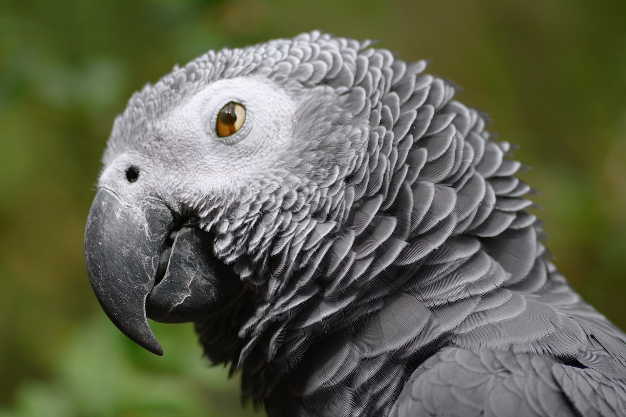 bird, african gray parrot, beak-4459328.jpg