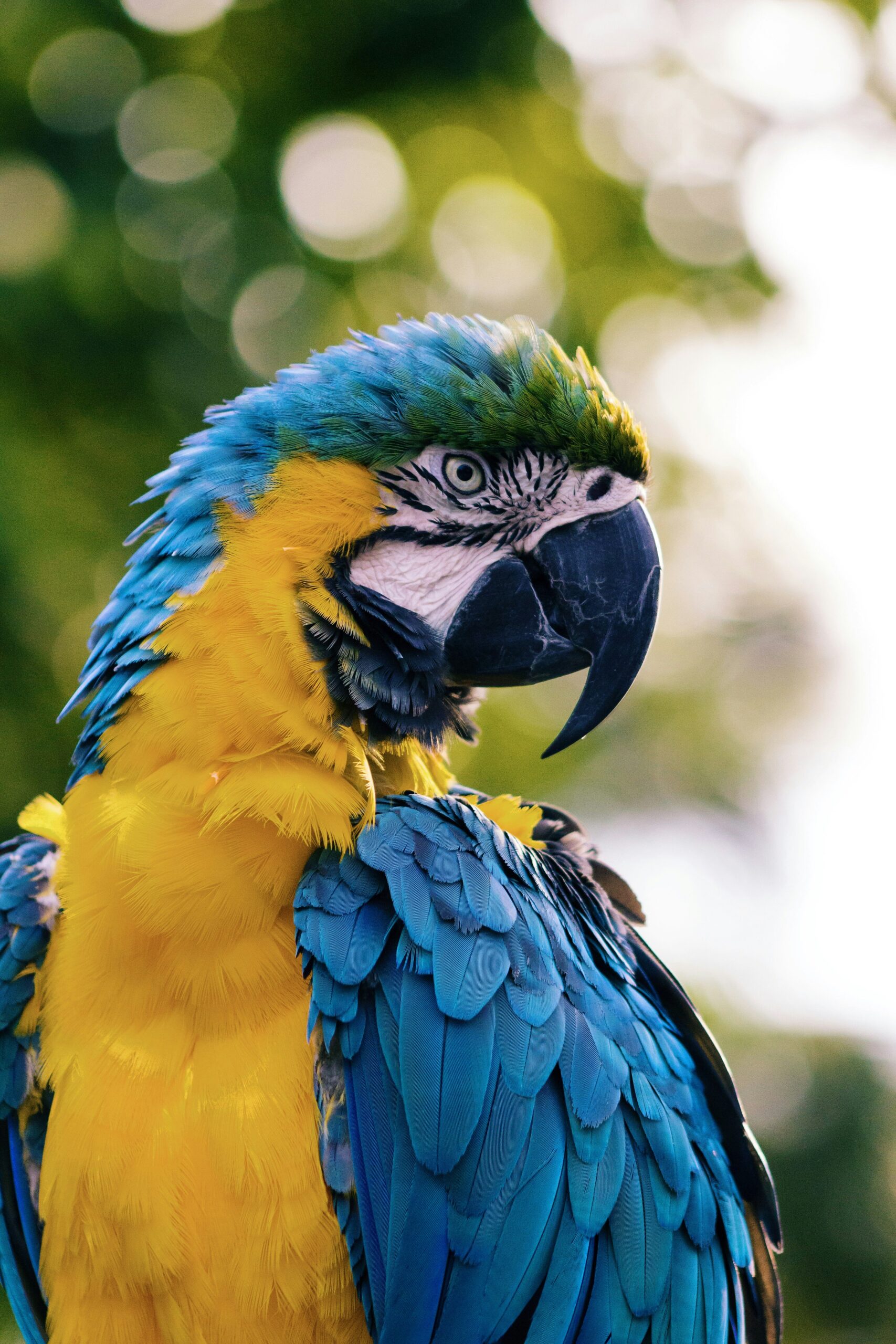 parrot lifespan in captivity