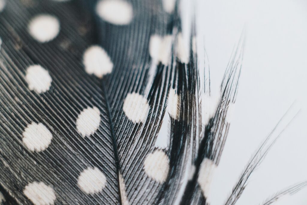 parrot feather plucking