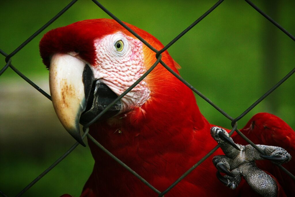 parrot behavior problems