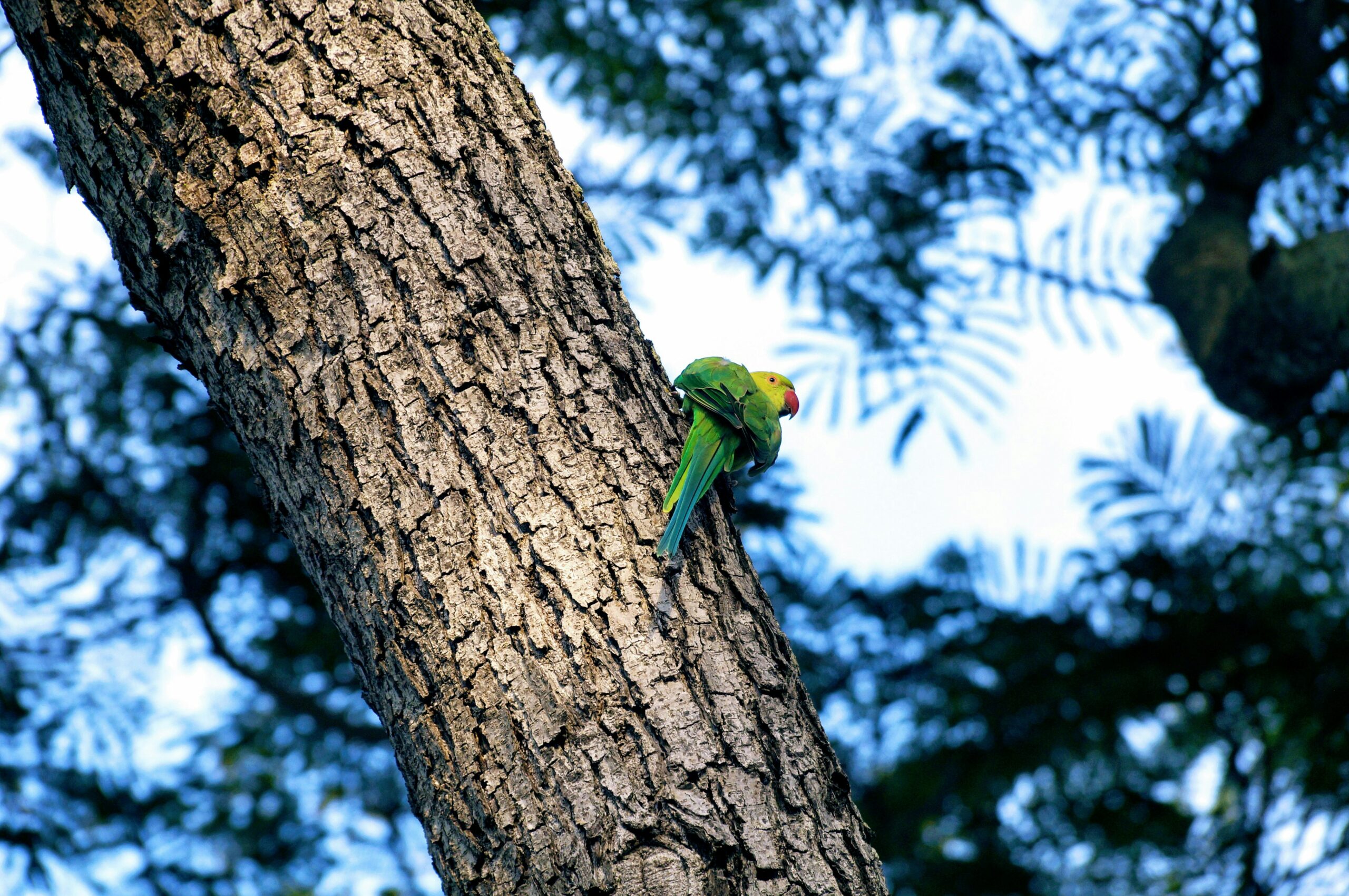 parrot talking ability