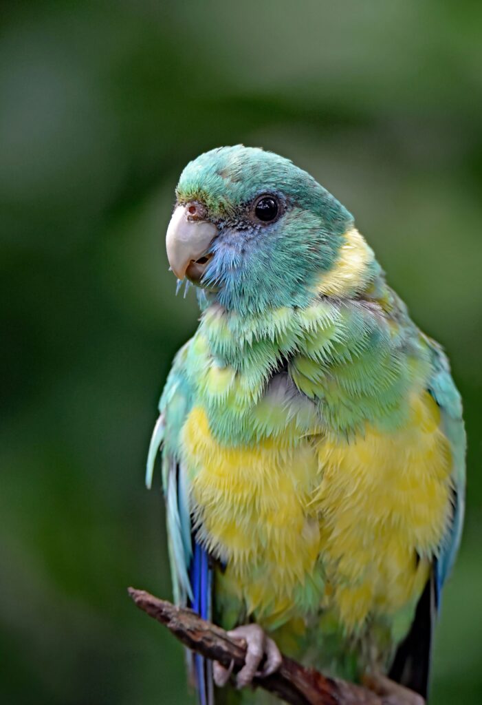 parrot breeding tips