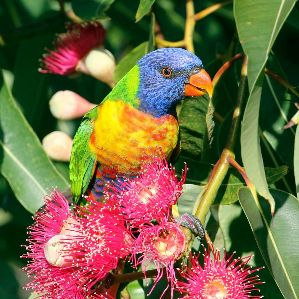 parrot rescue organizations