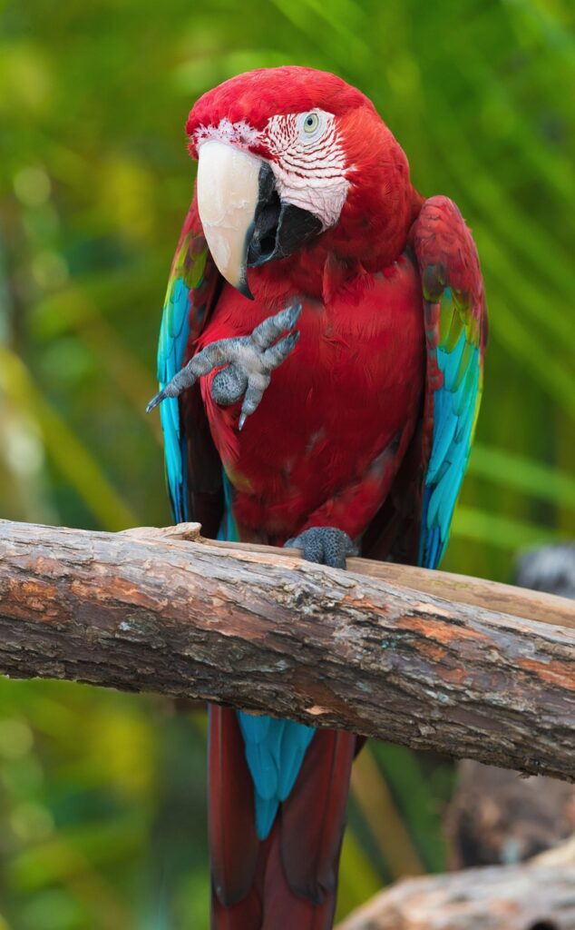 bird, parrot, ornithology-1823839.jpg