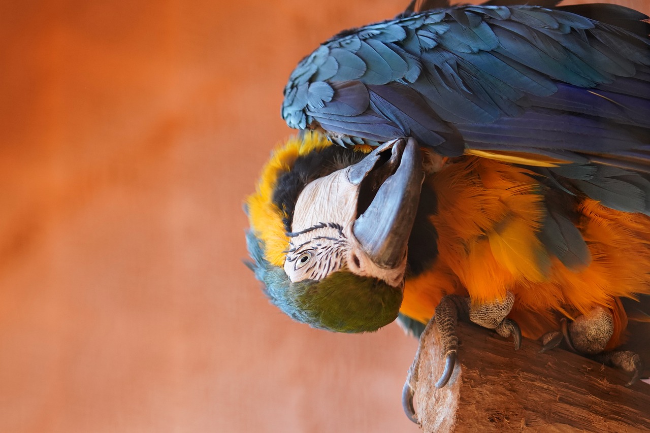 bird, parrot, types of parrots