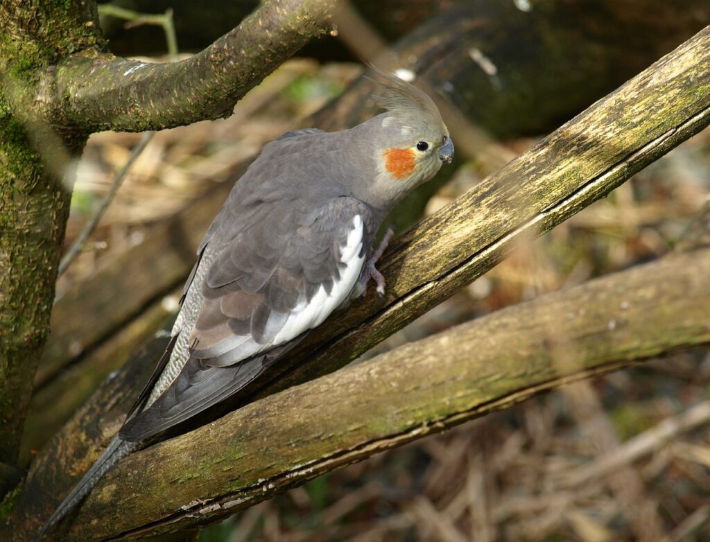 cockatiel, types of parrots