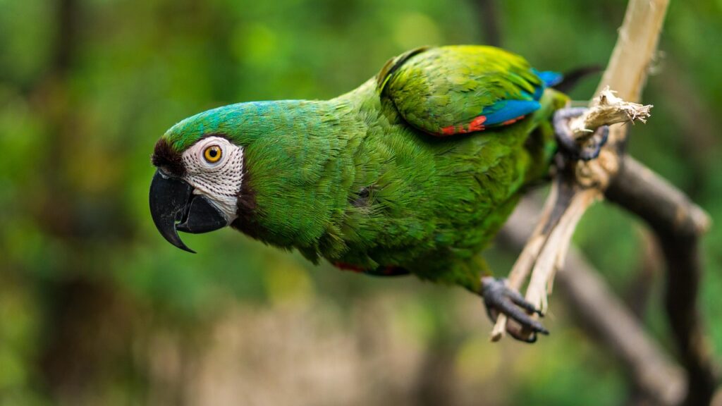 Perch Train Parrot