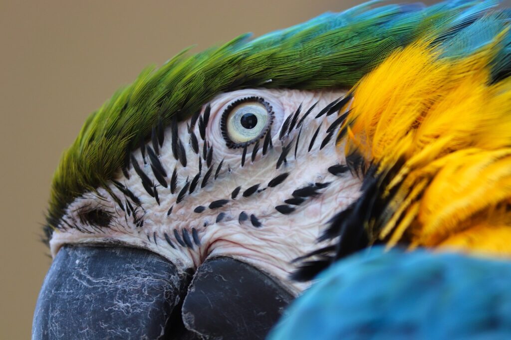 yellow macaw, eye, head-6607739.jpg