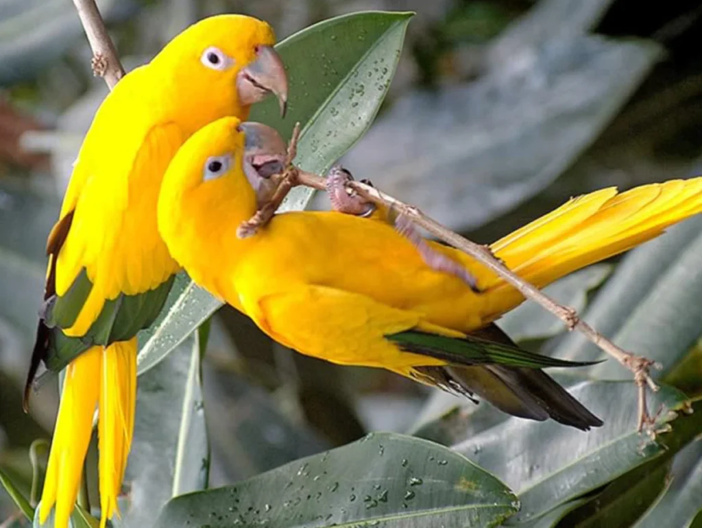 Golden Conure