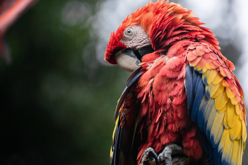 macaws, parrot, bird-