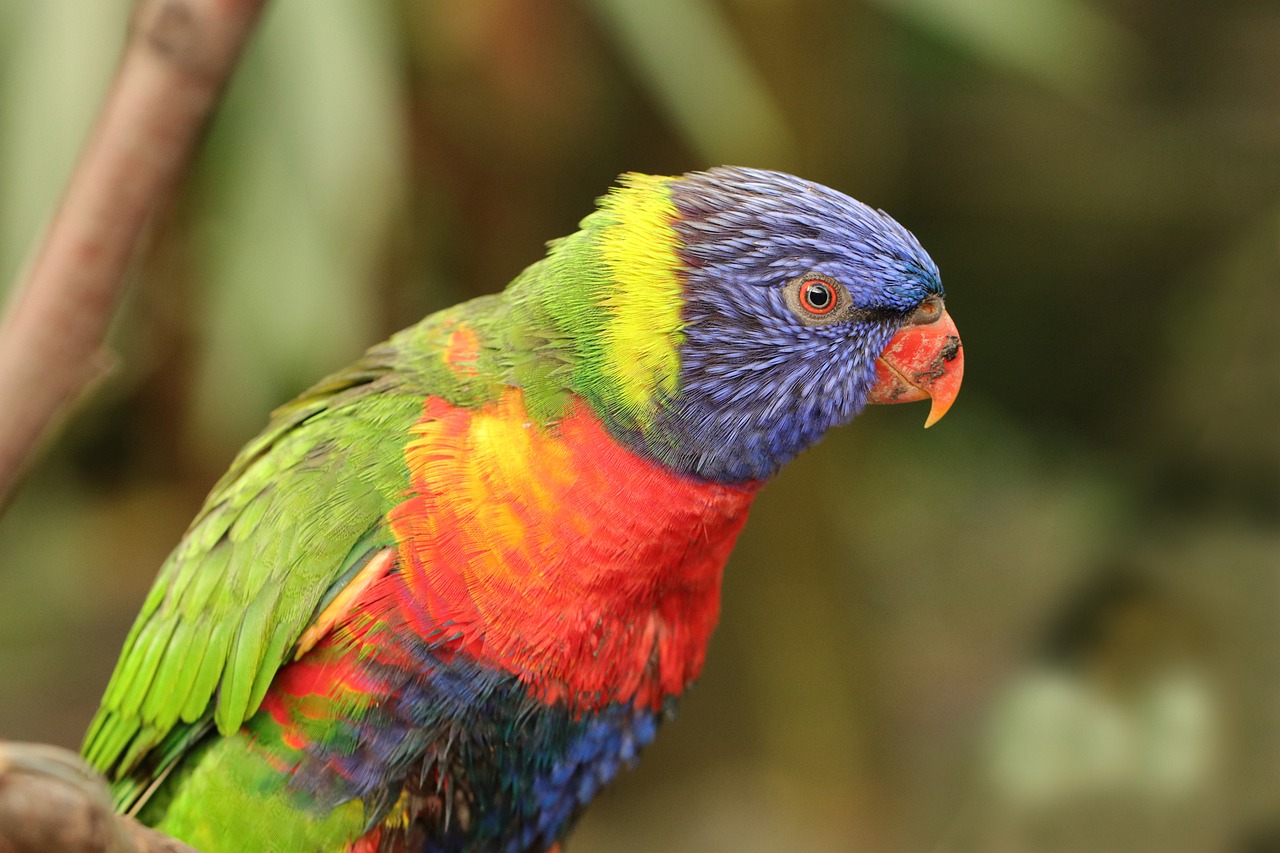 Colorful Parrot Species