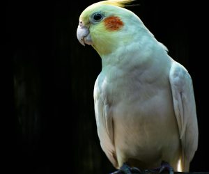 Cockatiel