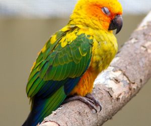 golden conure